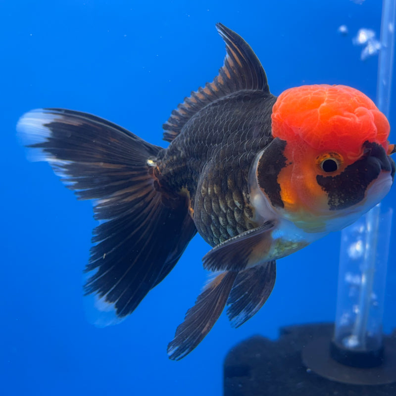 Thai Oranda Apache 3” Body Male(CK-725)R1A02