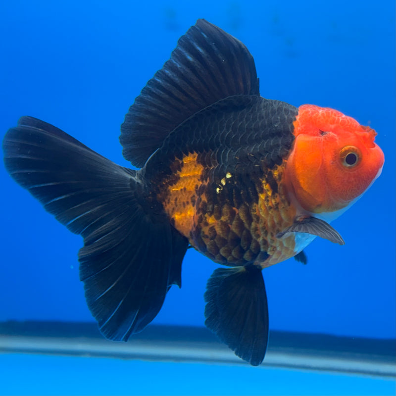 Thai Oranda Apache 3” Body Male(CK-686)R1A11