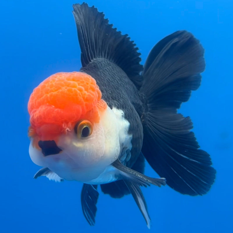 Thai Oranda Tri-Color 3” Body Male(CK-654)R1A12