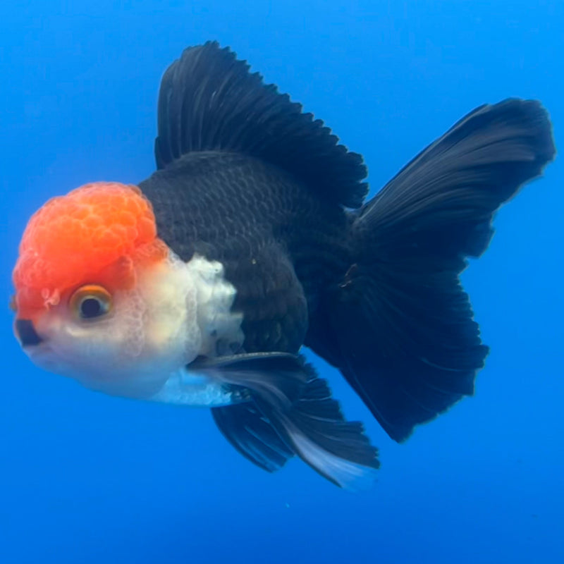 Thai Oranda Tri-Color 3” Body Male(CK-654)R1A12