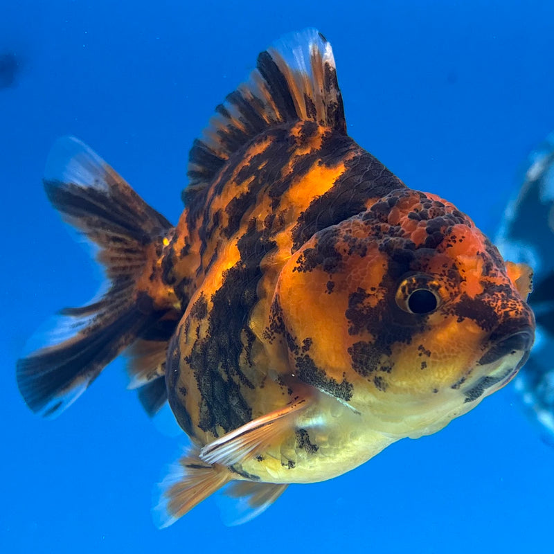Thai Oranda Calico Tiger Yuanbao by SHOGUN 3” Body Female(CK-1170)R3A06