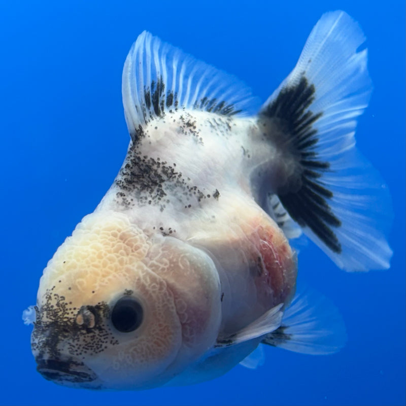 Thai Oranda Panda SHOGUN Calico 2.5” Body Male(CK-717)R1A06