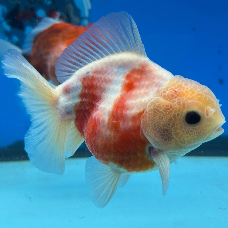 Premium Fancy Sakura Oranda 3.5” Body Male (JCD-198)R2C05