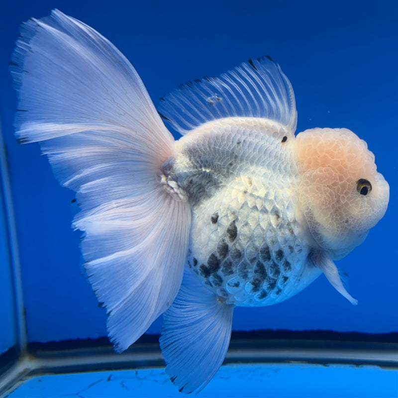 Thai Oranda AA JUMBO Panda 4” Body Female(AA-CK-1358)R1BLUETUB3