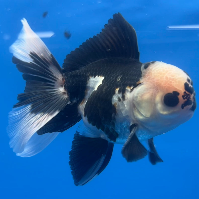 Thai Oranda Panda 3” Body Male(CK-1219)R1A09