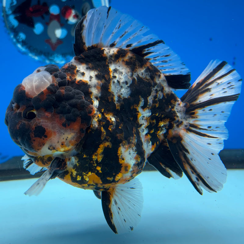 Thai Oranda Tri-Color Calico Tiger 4” Body Male(NKT-CK-1027)SHOWTANK2