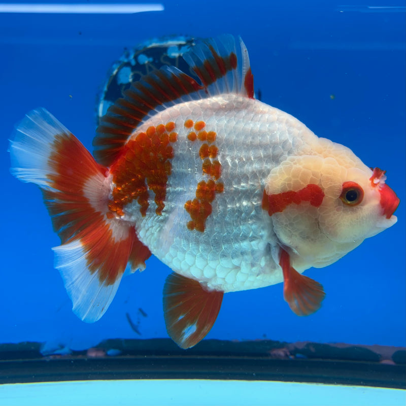 Thai Oranda Red/White 4.5” Body Female(CK-1448)R1BLUETUB1