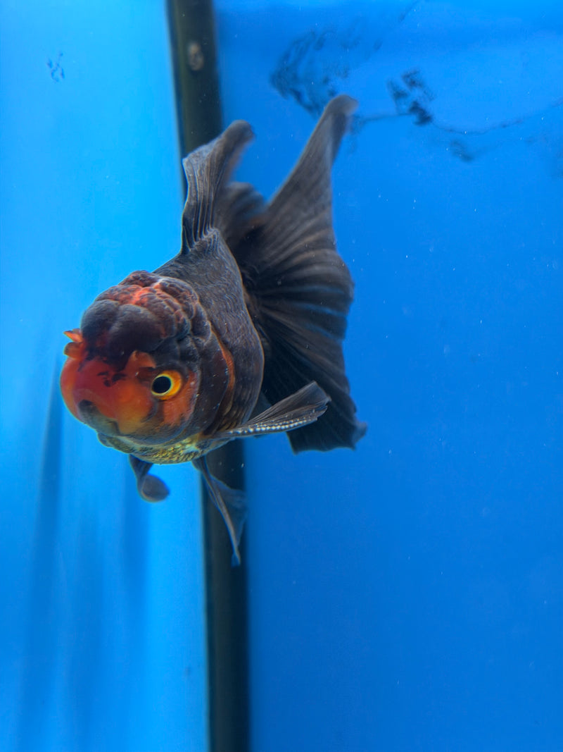 Thai Oranda Apache 2.5” Male (FEB-313)R3B08