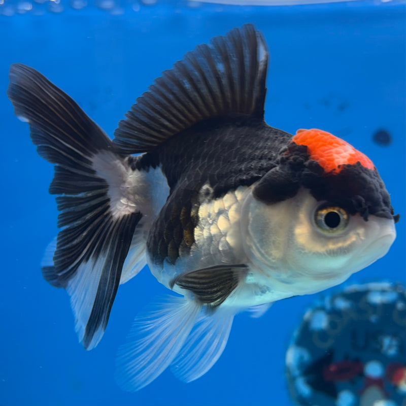 Thai Oranda Tri-Color 3” Body Female(CK-977)R3B09