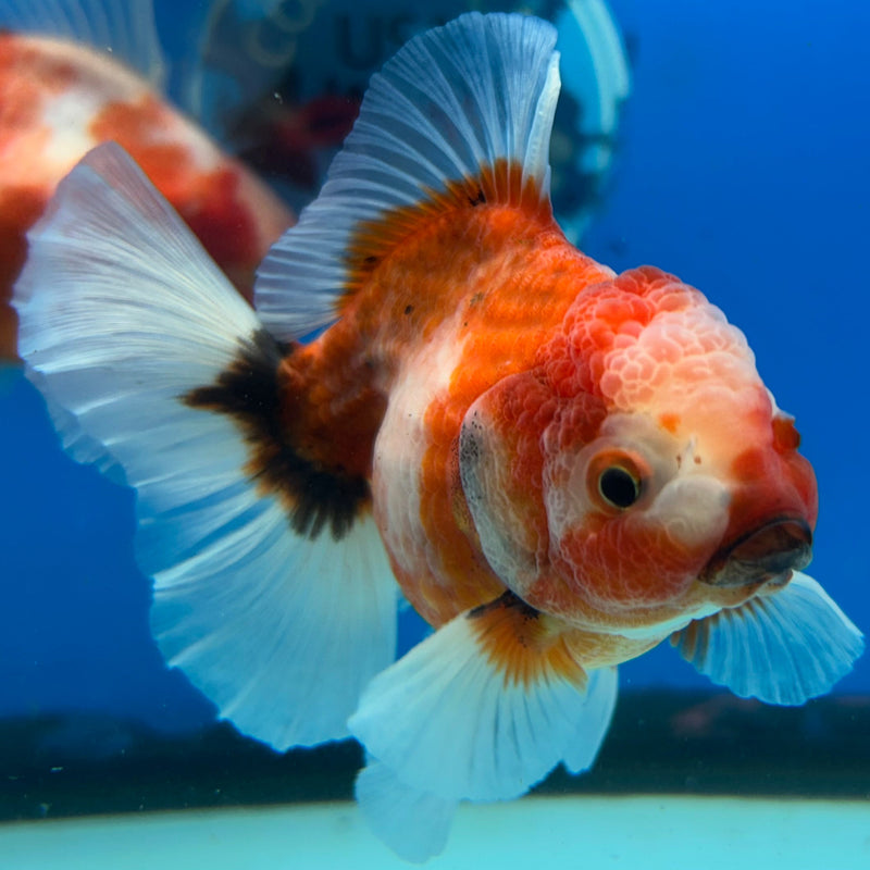 Premium Fancy Sakura Oranda 3.5” Body Female (JCD-199)R2C05