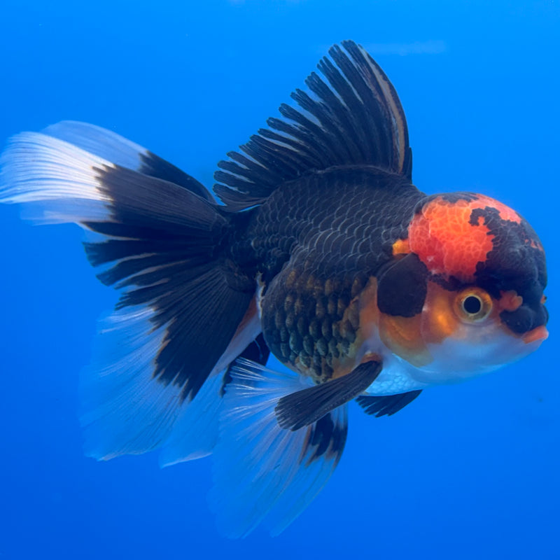 Thai Oranda Apache 3” Body Male(CK-683)R1A09