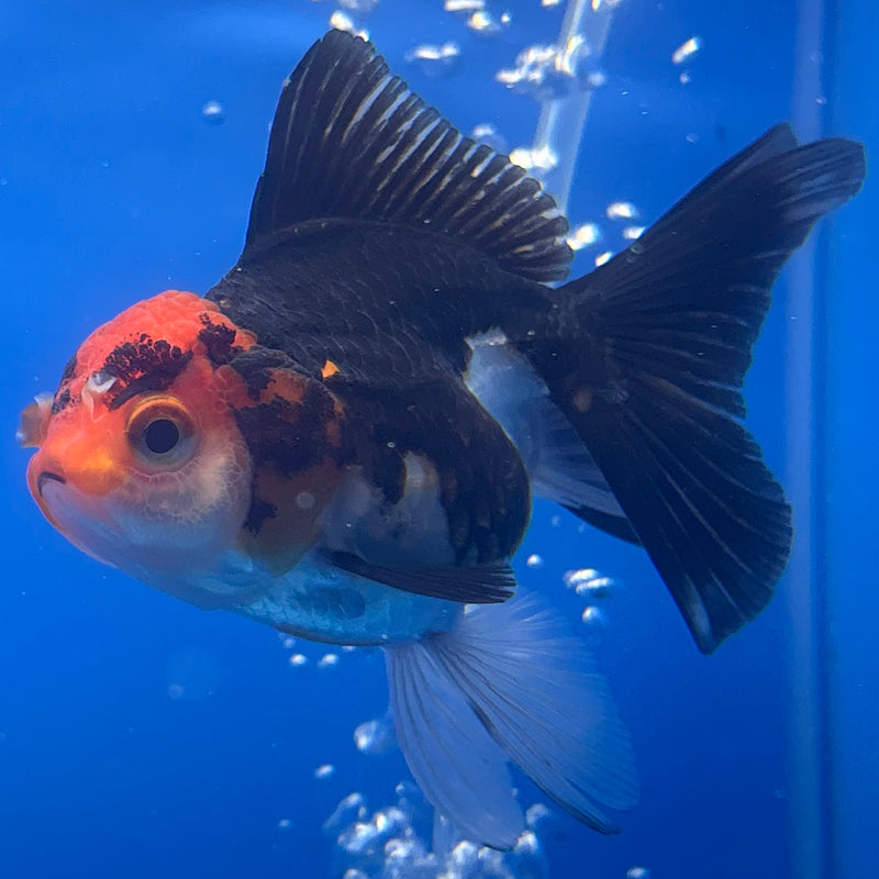 Thai Oranda Apache 2.5” Body Female(CK-1261)R3B11