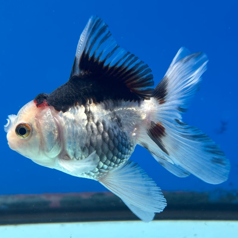 Thai Oranda Tri-Color 2.5” Body Female(CK-1014)R3B15
