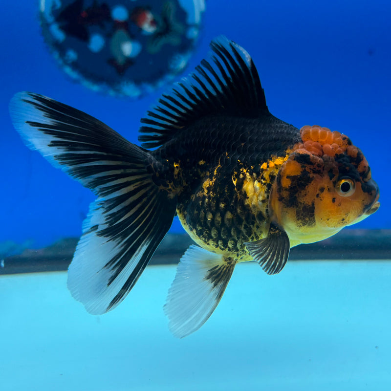 Thai Oranda Apache 3” Body Female(CK-983)R3B08