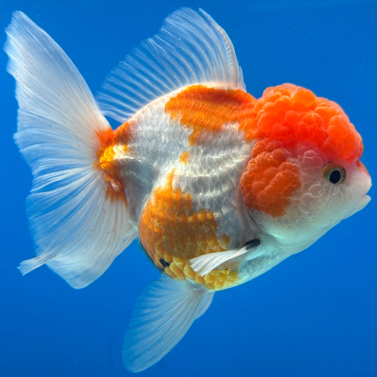 Thai Oranda Tri-Color 3.5” Female(CK-1628)R2A08