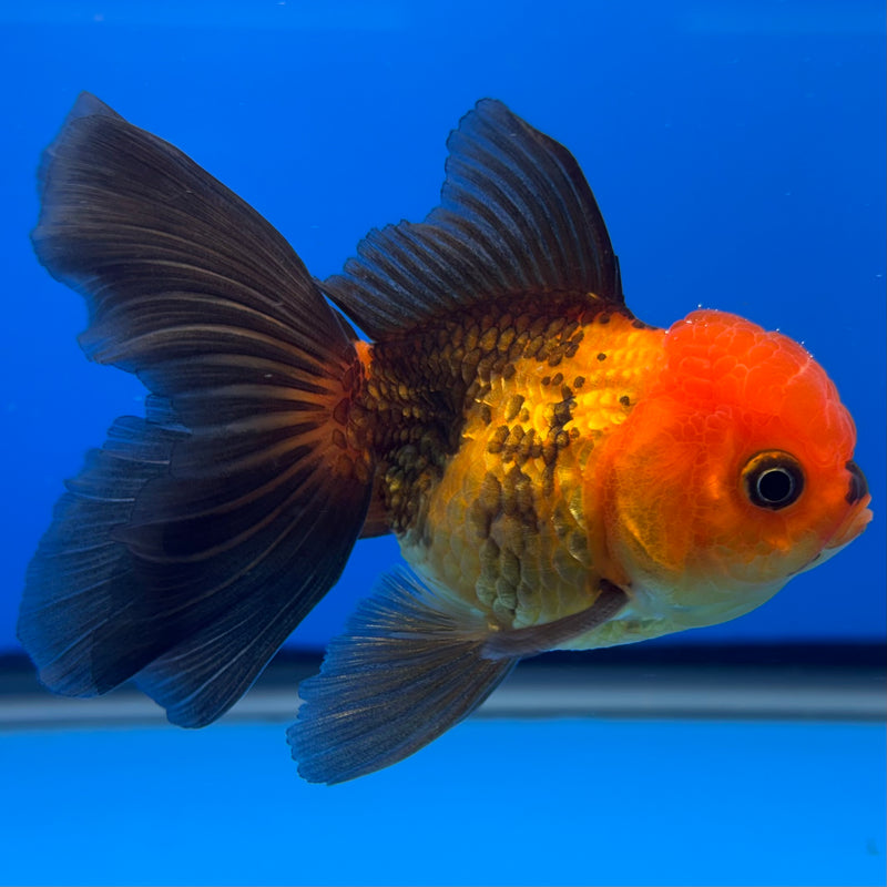 Thai Oranda Apache 2.5” Body Male(CK-1304)R3B17