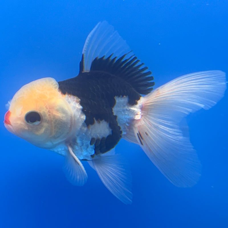 Thai Oranda Lemon Head Tri-Color/Panda 2.5” Body Male(CK-1249)R3B09
