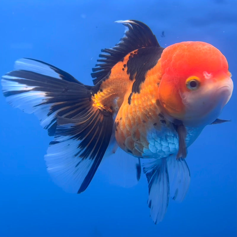 Thai Oranda Apache 3.5” Body Female(CK-791)R1A03