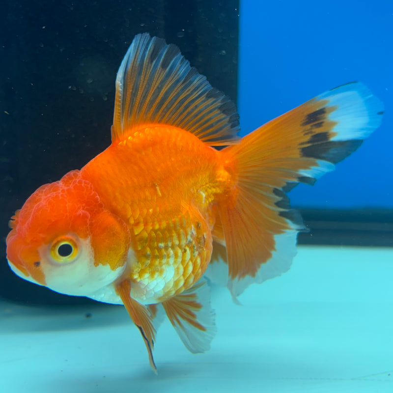 Thai Oranda Tri-Color 2.5” Body Female(CK-862)R3B16