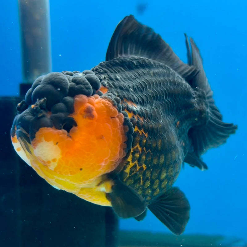Thai Oranda Apache 3.5” Body Female(QGF-CK-1096)SHOWTANK