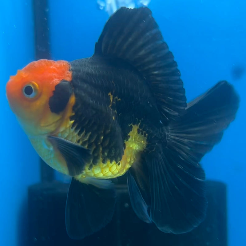 Thai Oranda Apache 2.5” Body Male(CK-1422)R3B19