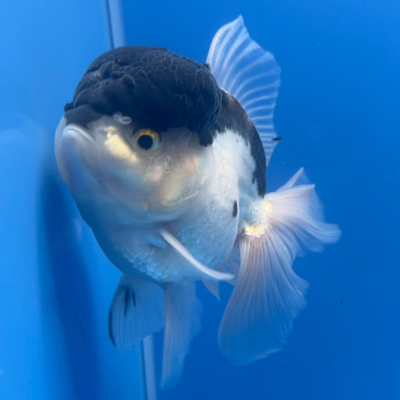 Thai Oranda Panda 3” Body Male(CK-662)R1B11