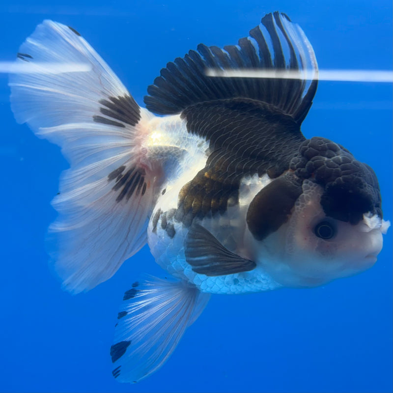 Thai Oranda JUMBO Panda 4” Body Female(CK-1368)R1B12
