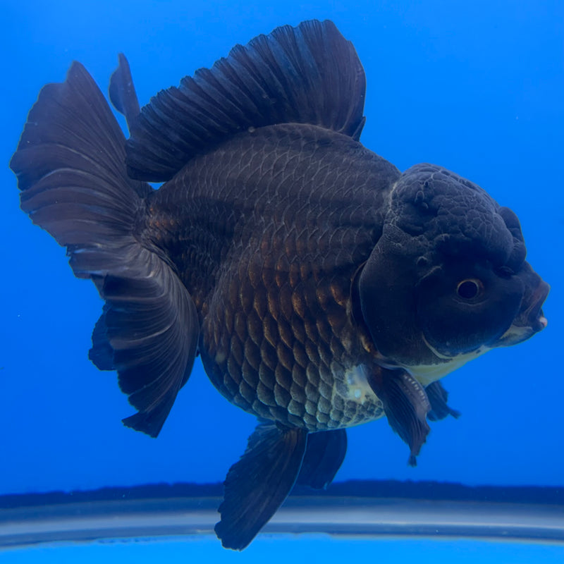Thai Oranda Full Black 4.5” Body Male(CK-822)R1B08