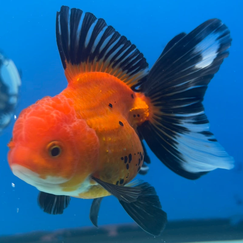 Thai Oranda Apache 3” Body Female(CK-1415)R3A12