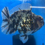 Thai Oranda Tri-Color Tiger 4" Male(NKT-CK-1574)BLUETUB-B