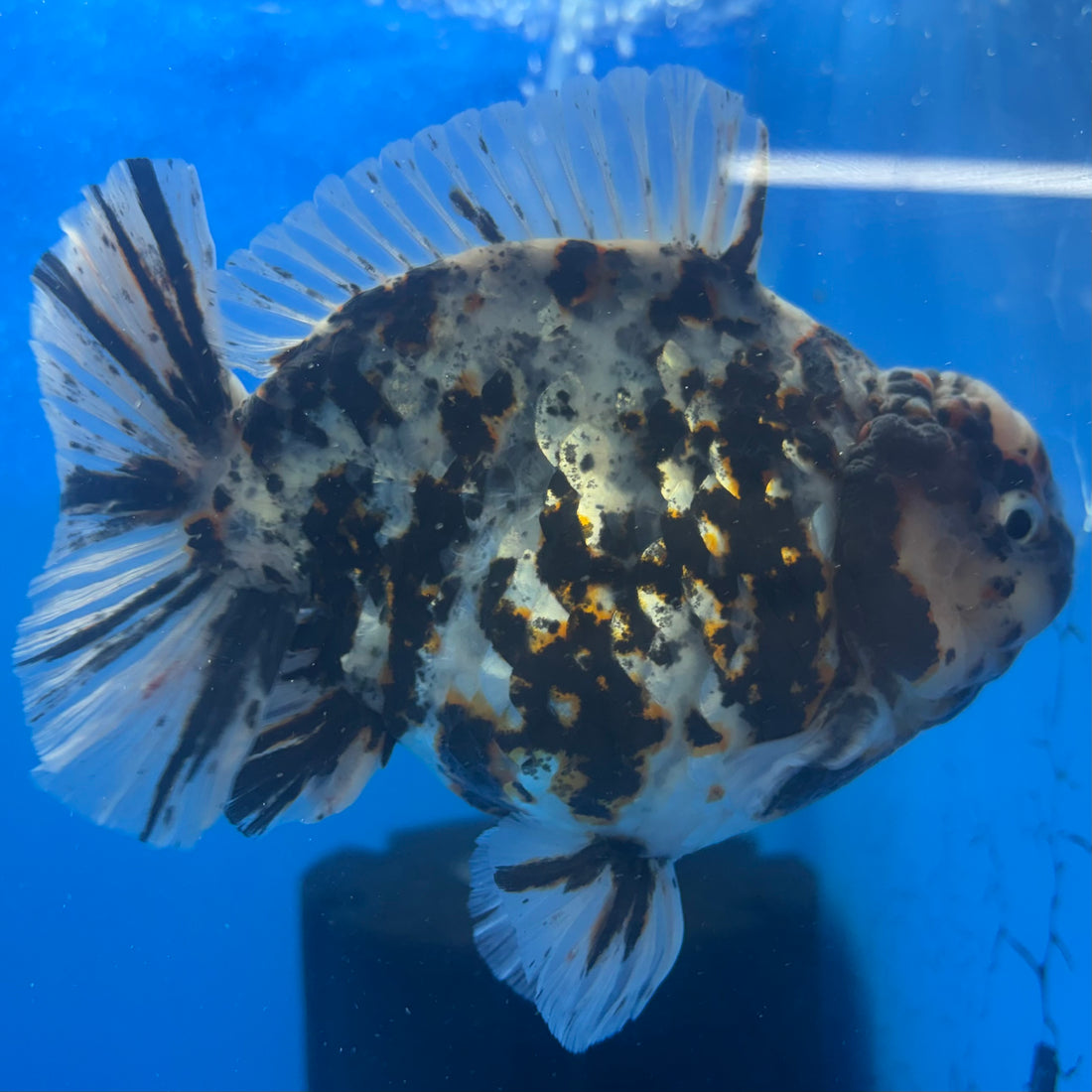 Thai Oranda Tri-Color Tiger 4" Male(NKT-CK-1574)BLUETUB-B