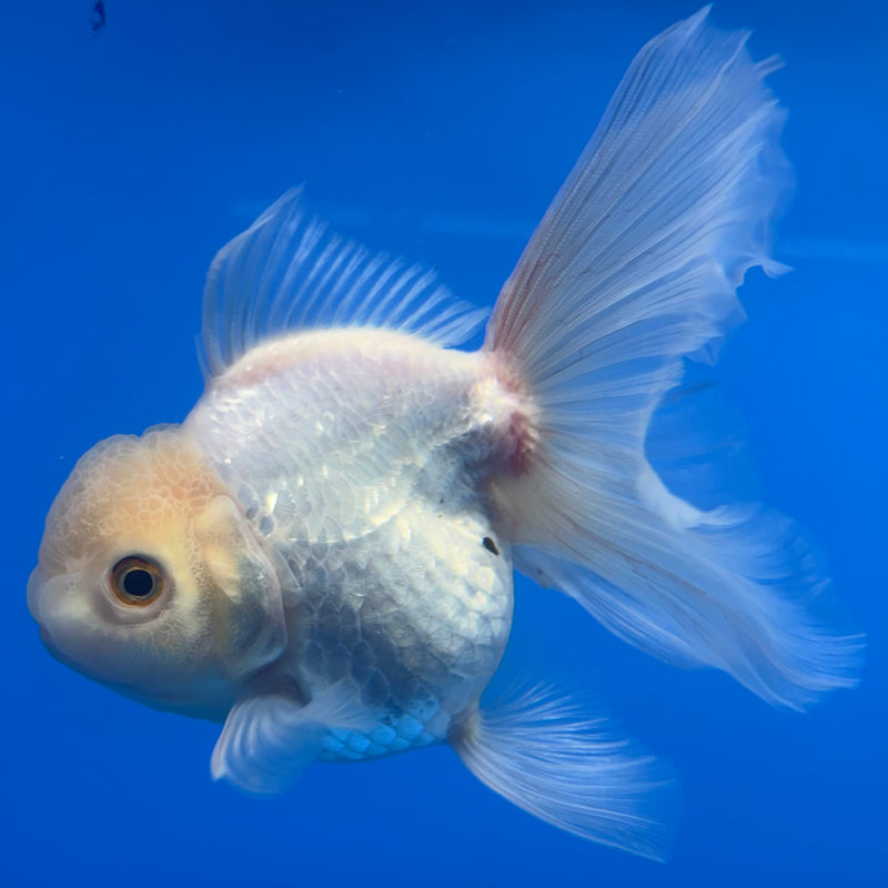 Thai Oranda All White 4” Body Female(CK-809)R1A01