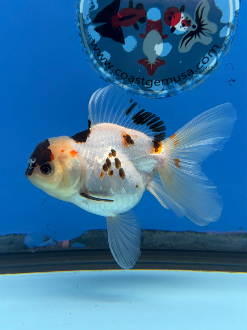 Thai Oranda Tri Panda 2.5” Female (FEB-266)R3A09