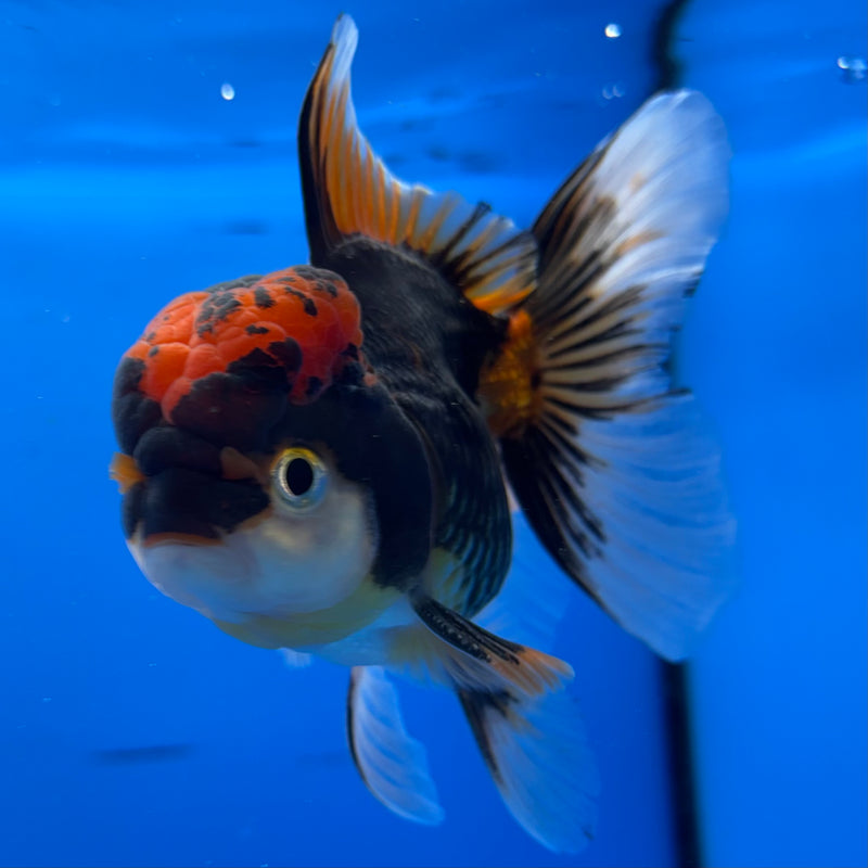 Thai Oranda Apache 3.5” Body Female(CK-932)R1BLUETUB4