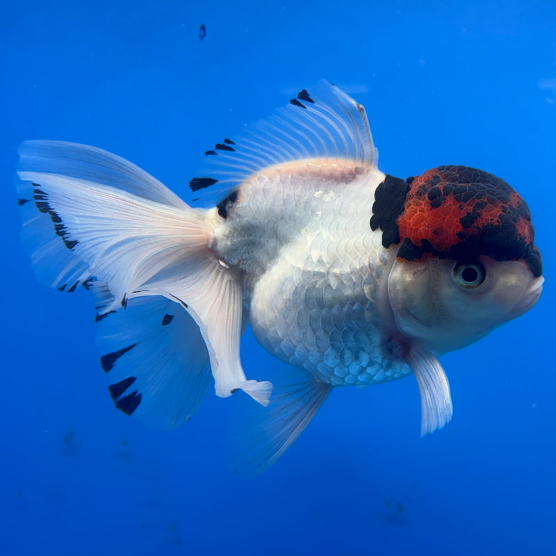 Thai Oranda Tri-Color 4” Body Female(CK-811)R1A01