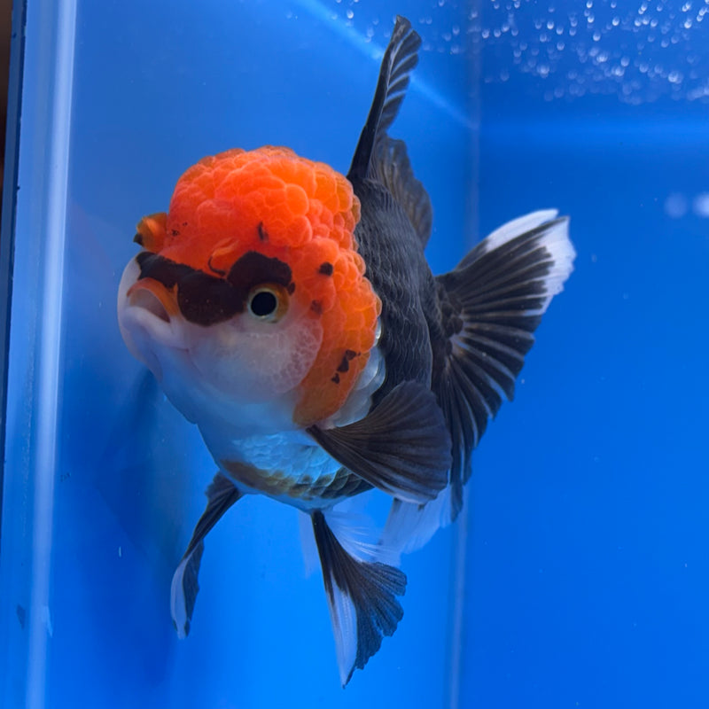 Thai Oranda Tri-Color 3” Body Female(CK-722)R1A01