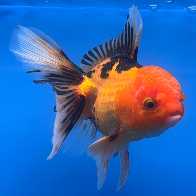 Thai Oranda Apache 2.5” Body Male(CK-721)R1A01