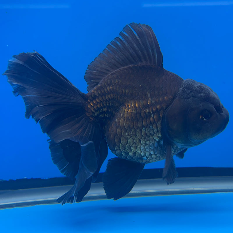 Thai Oranda JUMBO Full Black 4” Body Female(QGF-CK-1343)BLUETUB1