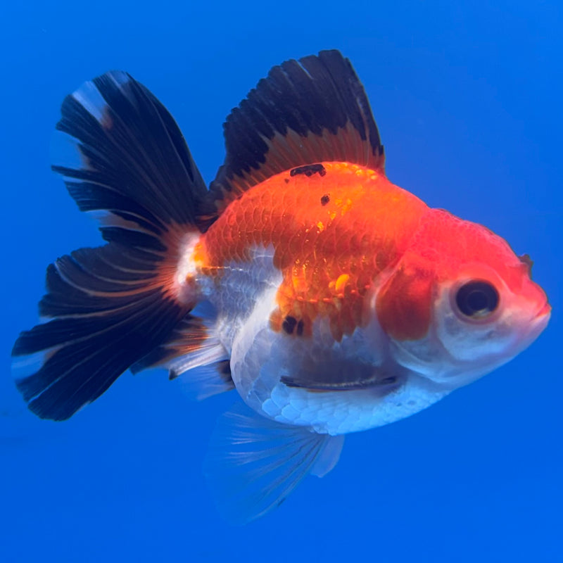 Thai Oranda Apache 2.5” Body Male(CK-848)R3B18