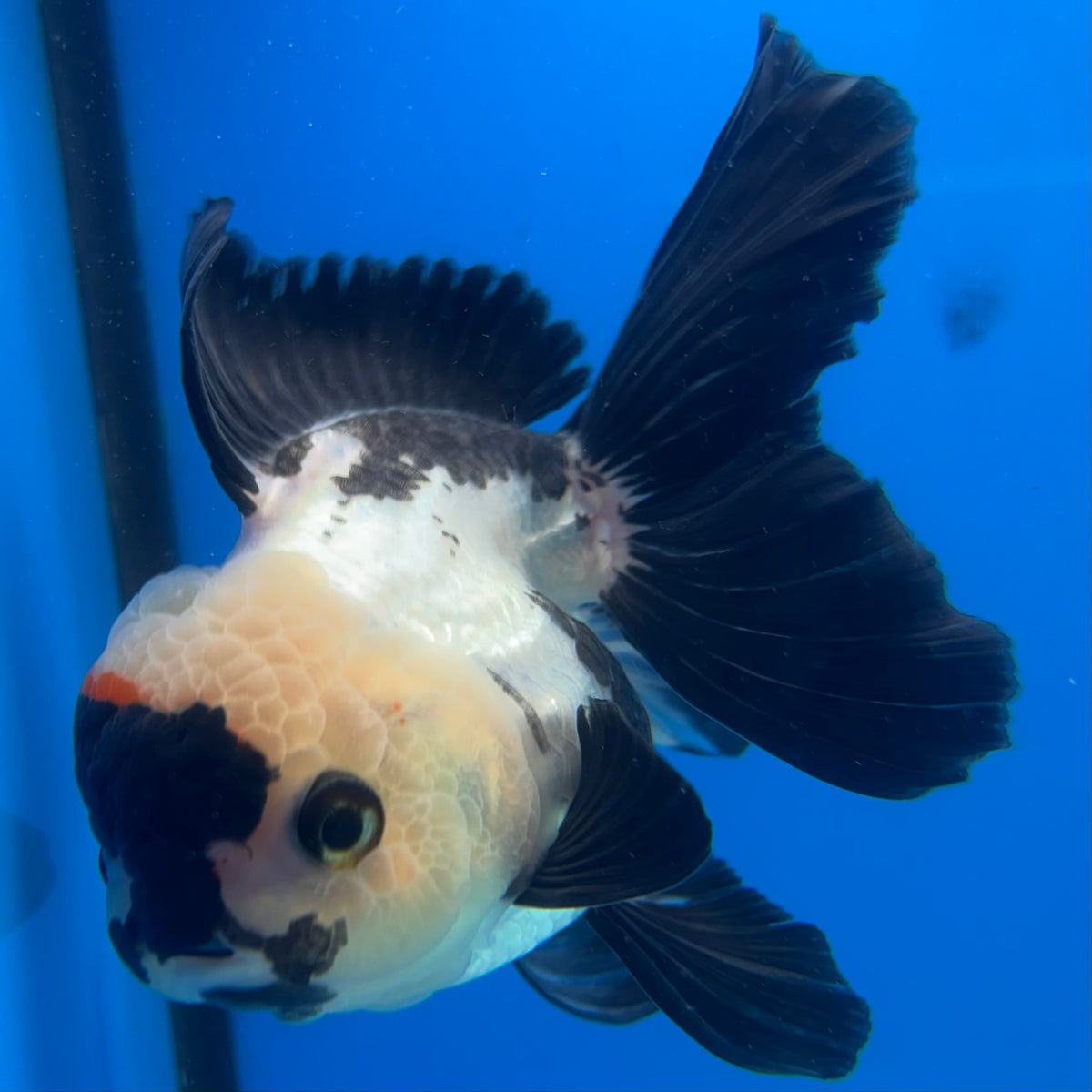 Thai Oranda Panda 3.5” Female(CK-1629)R2A08
