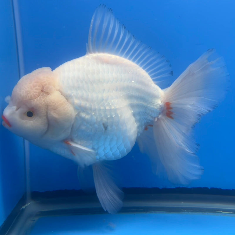 Thai Oranda JUMBO White Body 5.5” Body Male(CRP-CK-651)R1BLUETUB2