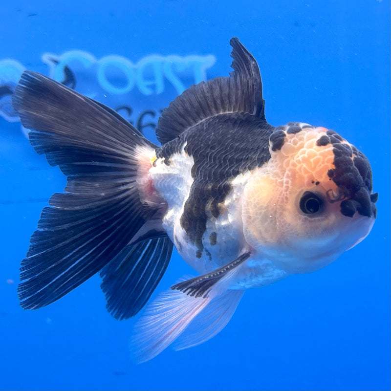 Thai Oranda Panda 3” Body Male(CK-965)R3B18
