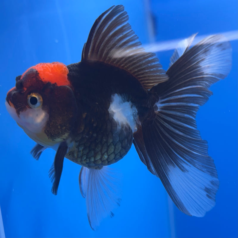 Thai Oranda Tri-Color 2.5” Body Female(CK-1251)R3B08