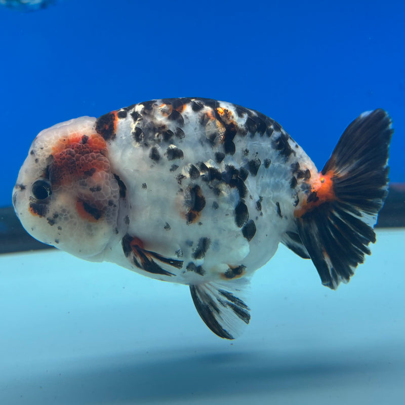 Thai Ranchu Tri-Color Calico 3.5" Body Male(CK-896)R1A12
