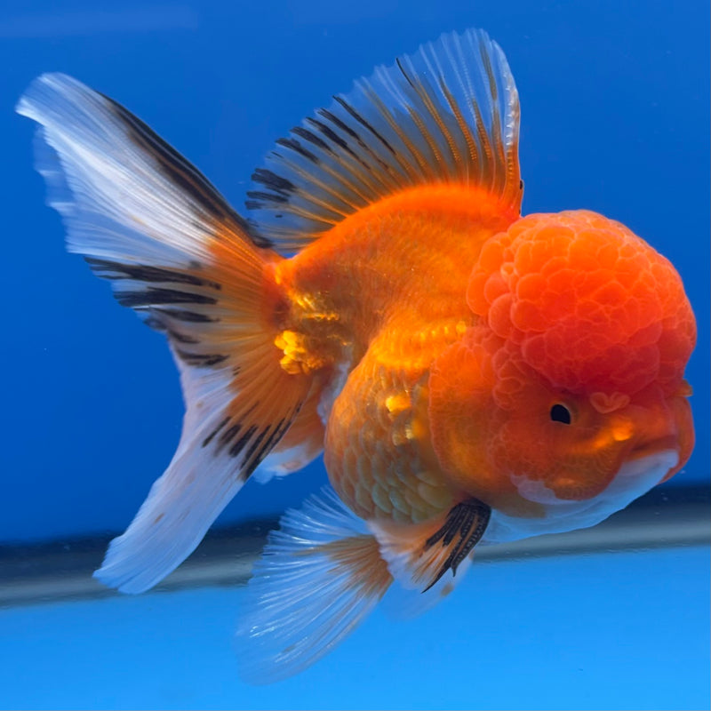 Thai Oranda Tri-Color 3” Body Male(CK-1379)R1B11