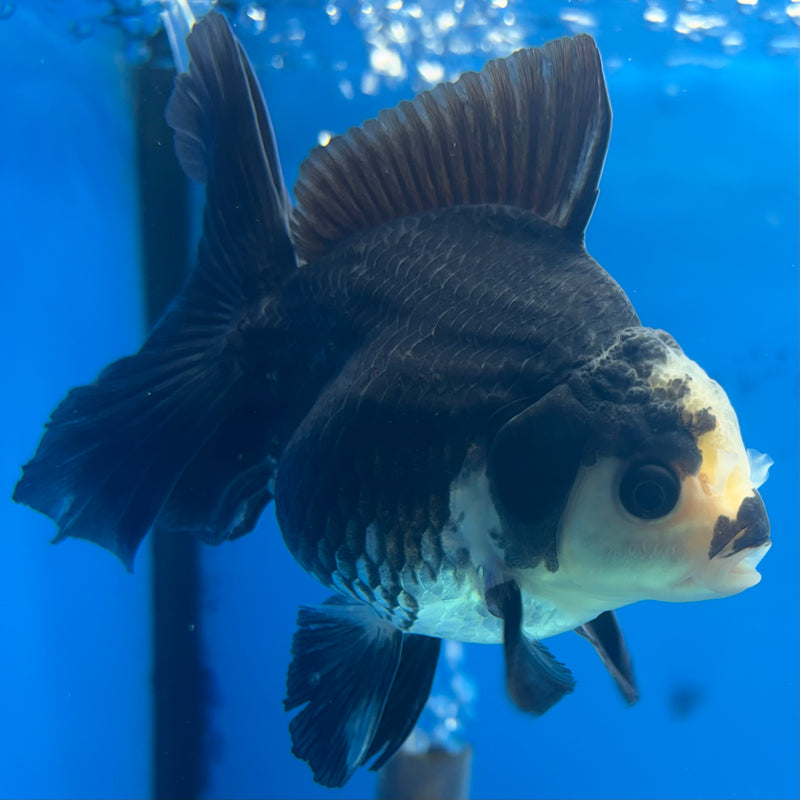 Thai Oranda Panda 3” Body Female(CK-842)R3B20