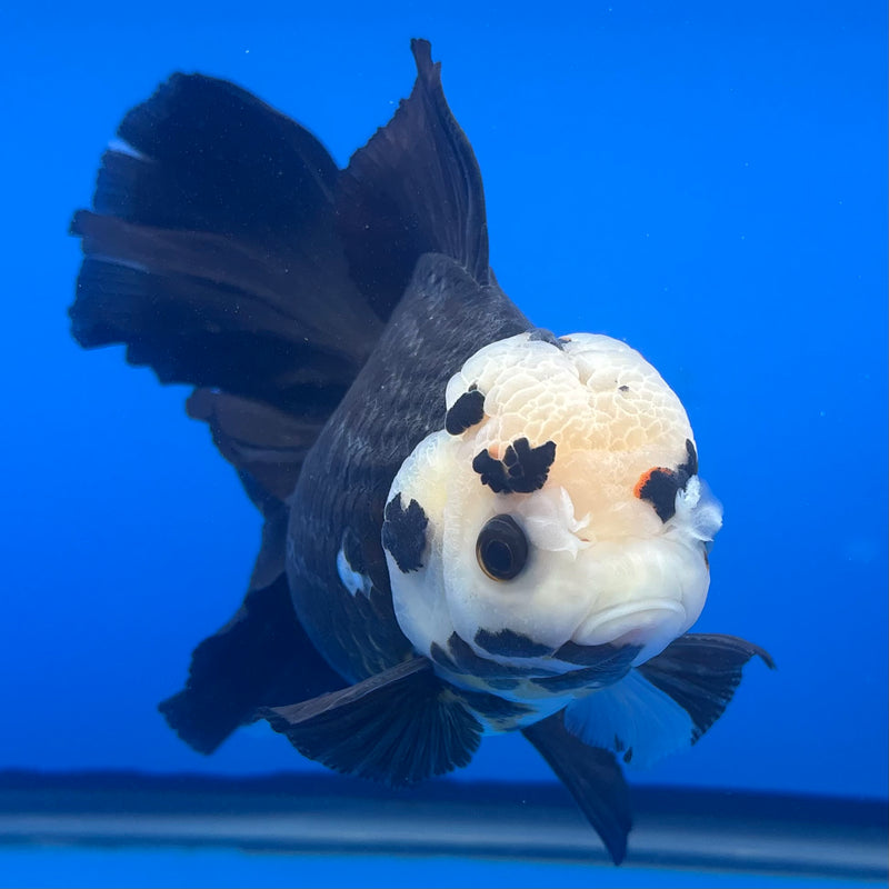 Thai Oranda NOK AA Medium Breed Peacock Tail Panda 5.5” Body Female(CK-804)R1A08