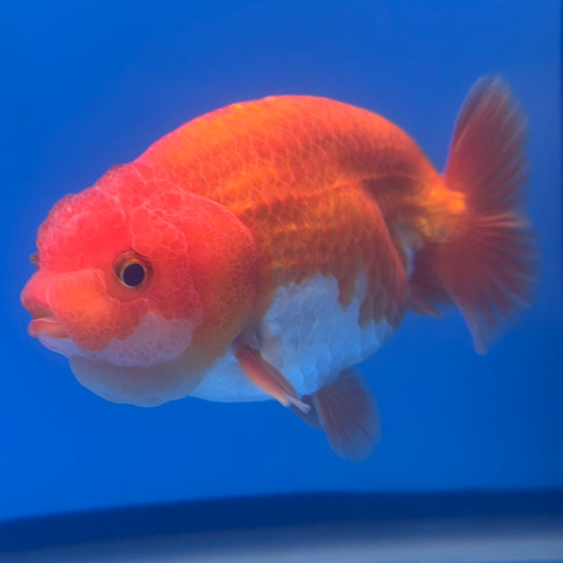 Thai Ranchu Red/White 3” Body Male(CK-827)R3A13