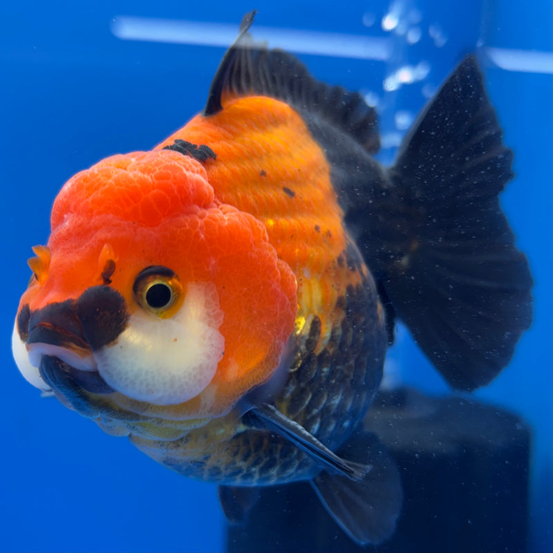 Thai Premium Oranda Yuanbao Apache 4” Body Male(CK-770)R1BlueTub4