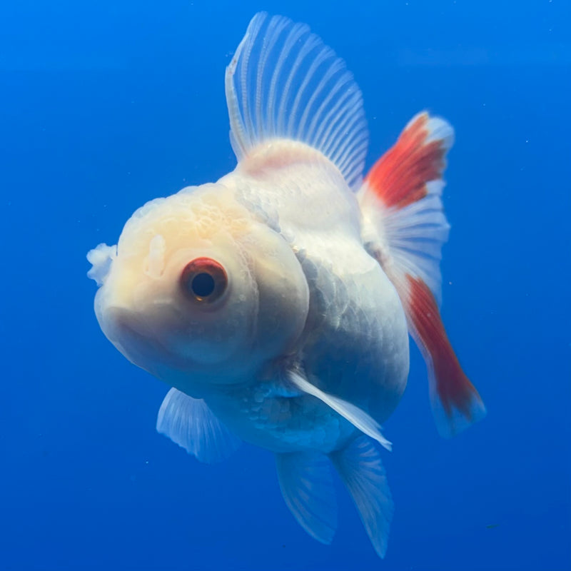 Thai Oranda Red/White 2.5” Body Female(CK-1000)R3B20